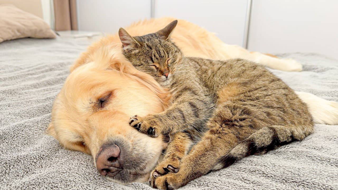 Chien et chat heureux à la maison