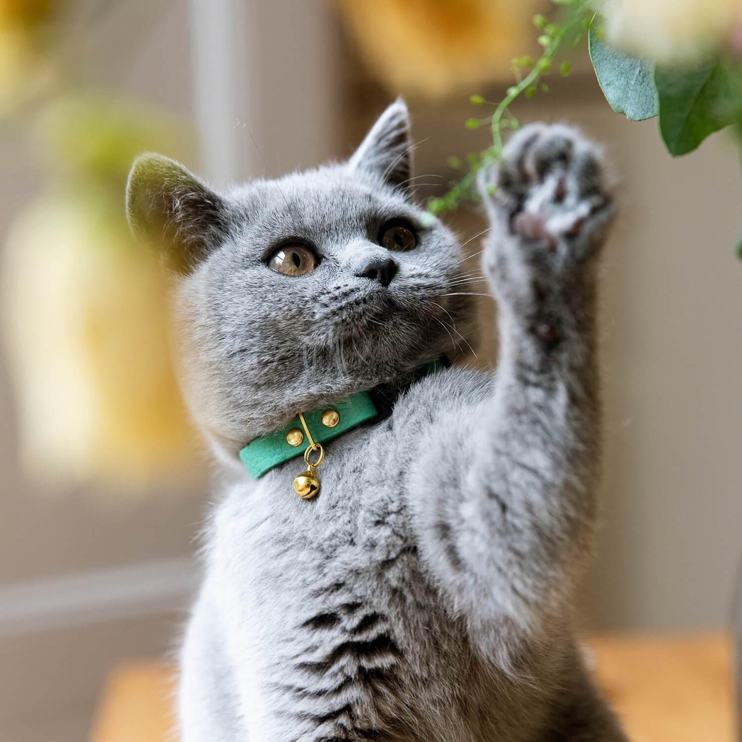 Harnais chat anti-évasion pour promenade