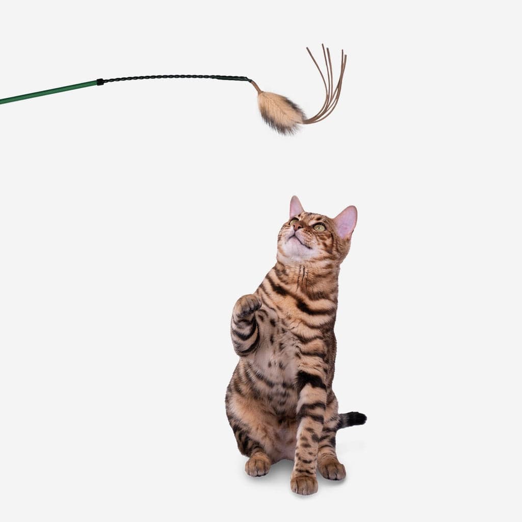 Laser automatique sécurisé pour chat